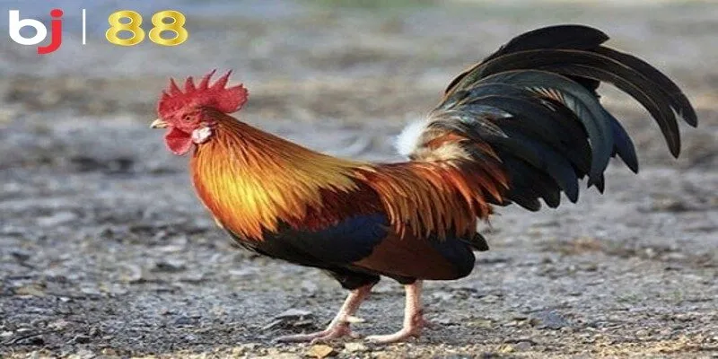 Chế độ luyện tập kỹ thuật giúp gà sở hữu thể lực bền bỉ